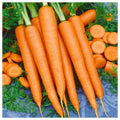 Tendersweet Carrot Seeds - Non-GMO, Beta Carotene, Vitamin A, Heirloom Variety, Garden Planting Seeds