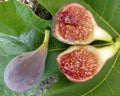 Celeste Fig Plant in 3" Pot - Ficus carica 'Celeste' - Rooted Indoor/Outdoor Fig Tree for Garden or Home Decor