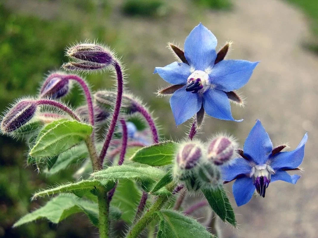 Borage Seeds, NON-GMO, Starflower, Tailwort, Various Sizes, Edible Herb, Borago officinalis