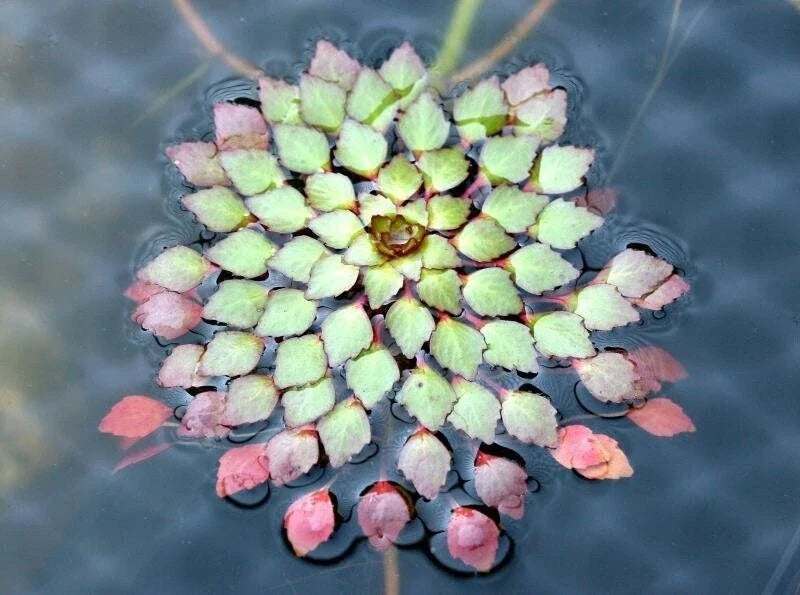 Mosaic Plant - Ludwigia Sedioides - 3 Live Aquatic Plants - Easy Care for Aquarium or Pond