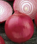 Burgundy Red Onion Seeds, Short Day Heirloom, Non-GMO, 100 Seeds - Allium cepa