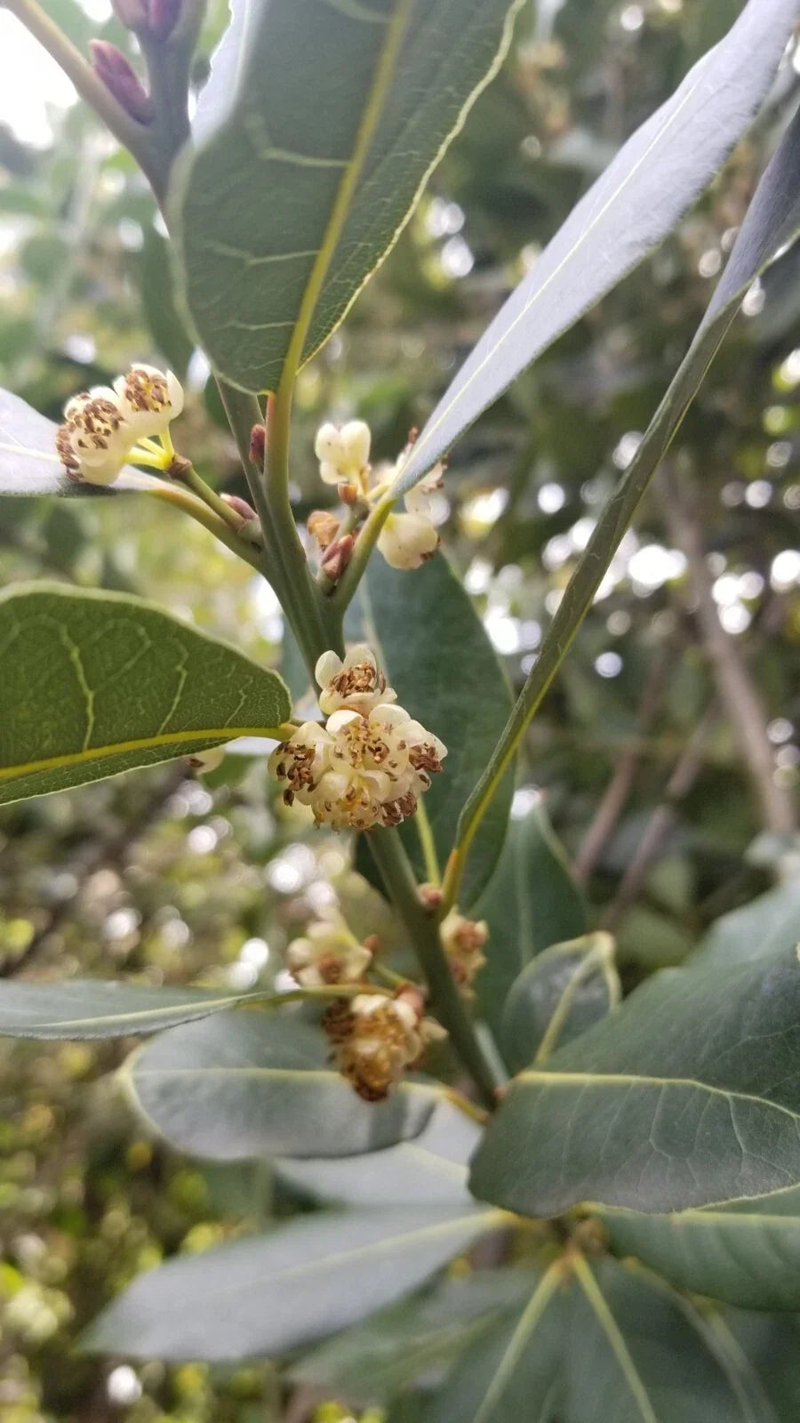 Bay Laurel Tree Cuttings - 5 Stem Cuttings for Propagation - Culinary Plant - Bay Leaf (Laurus nobilis)