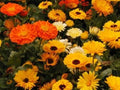 Calendula Seeds - 50 Fresh Pacific Beauty Mix Seeds - Bright Orange & Yellow Flowers - Calendula officinalis