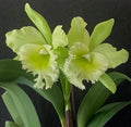 Blc. Sung Ya Green King Dragon Cattleya Orchid Plant - Near Blooming Size in 4.5" Pot - Cattleya Hybrid