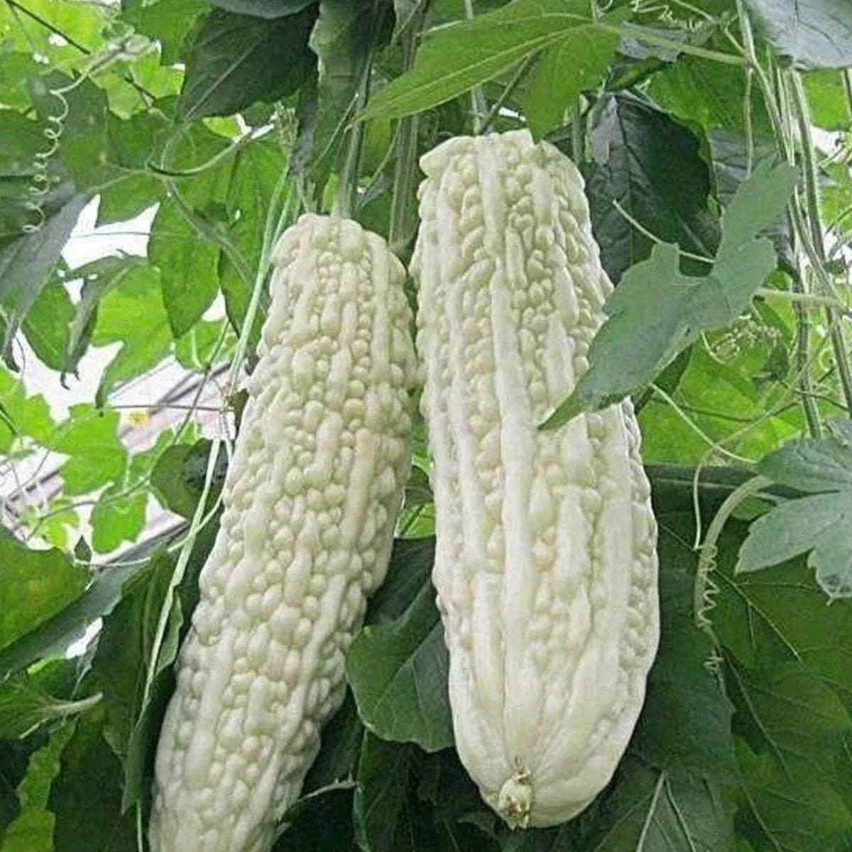 15pcs White Pearl Bitter Gourd Seeds - Heirloom Balsam Pear Melon Variety - Momordica charantia
