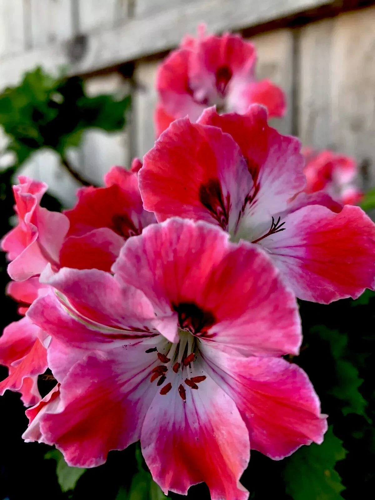 6” Live Geranium Plant - Reddish Pink/Maroon Perennial in 3” Pot - Pelargonium spp.