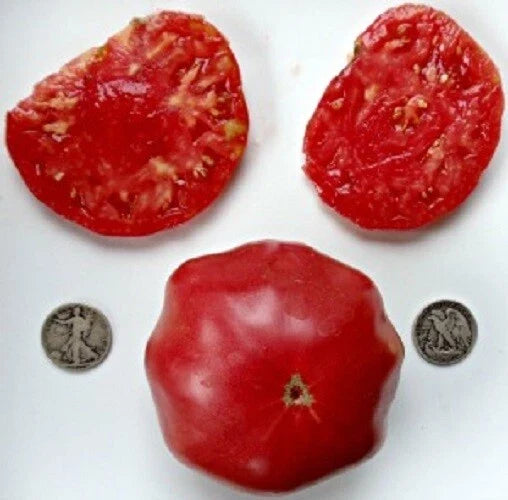 Brandywine Pink Sudduth Tomato Seeds - 25 Count - Heirloom Variety - Solanum lycopersicum