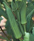 Okra Seeds, 500 Count, Heirloom Emerald Variety, Non-GMO, Garden Okra, Abelmoschus esculentus