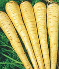 All American Parsnip Seeds - 200+ Non-GMO Seeds - Pastinaca sativa - Heirloom Vegetable Seeds for Home Gardening