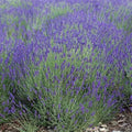 Lavender Seeds 500 Count True English Vera Fragrant Flowers Perennial Medicinal Non-GMO (Lavandula angustifolia)