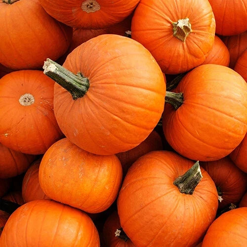 New England Pie Pumpkin Seeds | Heirloom Non-GMO Variety | Cucurbita pepo | 1077