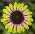 Echinacea Prairie Blaze Vintage Lime Live Perennial Plant Plug, Echinacea purpurea, Pink and Lime Green Flowers