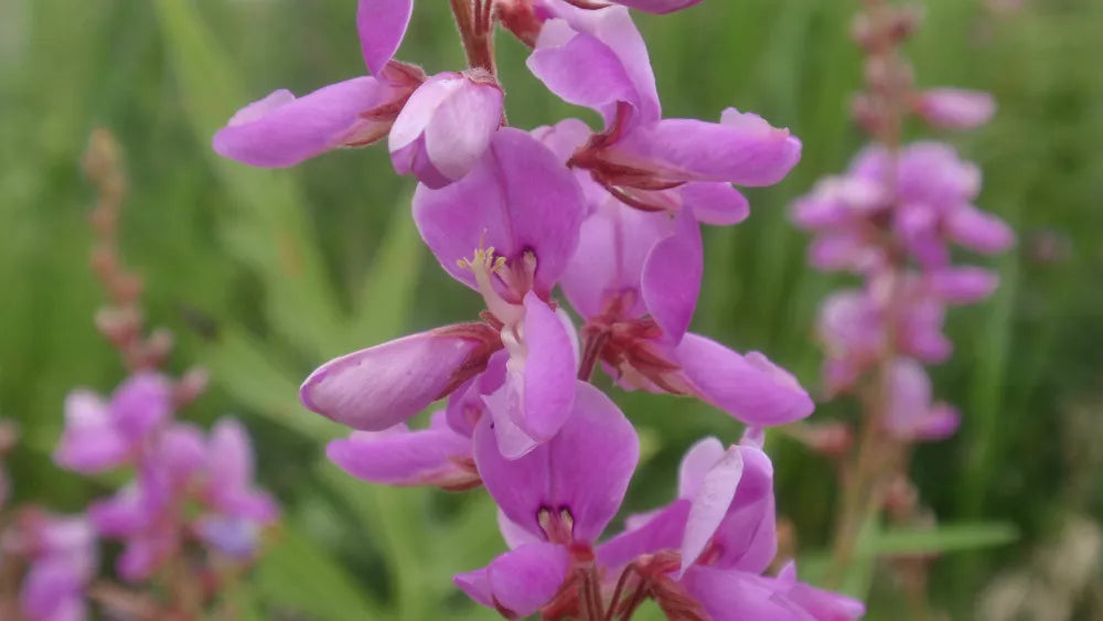 100 Seeds Showy Tick Trefoil Perennial Pink - GroCo USA - Perfect for Pollinators - Astragalus canadensis
