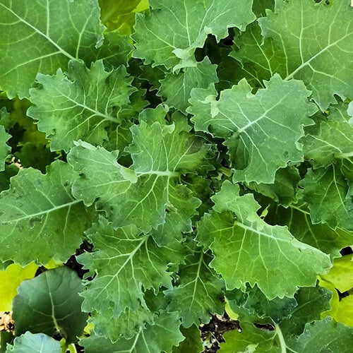 Dwarf Siberian Kale Seeds | Heirloom Non-GMO | Vegetable Garden Seeds | Brassica napus