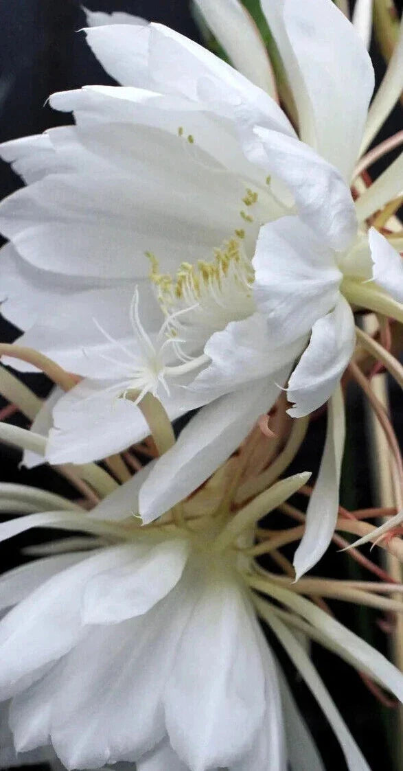 Epiphyllum Oxypetalum Plant - Queen of the Night - Blooming Cereus Cactus Succulent - Indoor/Outdoor Decorative Greenery