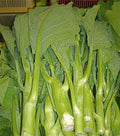 Heirloom KAILAAN Chinese Broccoli Kale Seeds - 250 Pack - Gai Lan Asian Green - Brassica oleracea var. alboglabra