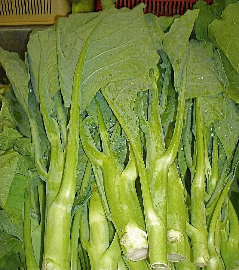 Heirloom KAILAAN Chinese Broccoli Kale Seeds - 250 Pack - Gai Lan Asian Green - Brassica oleracea var. alboglabra