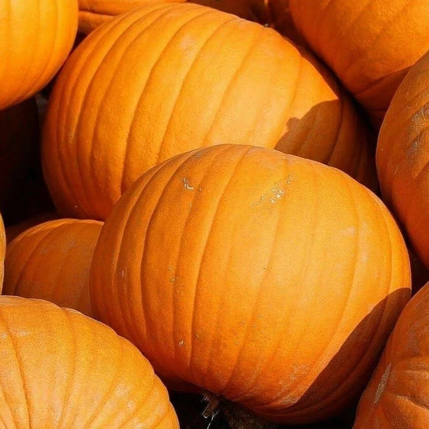 Jack O Lantern Pumpkin Seeds 15+ Pack for Vegetable Garden Decorative Use - Cucurbita pepo