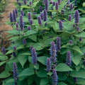 Anise Hyssop Seeds - 2000 Non-GMO Seeds - Agastache foeniculum - Aromatic Herb for Gardens