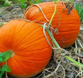 Large Heirloom Pumpkin for Carving - Flat Bottoms & Thick Flesh - Cucurbita pepo