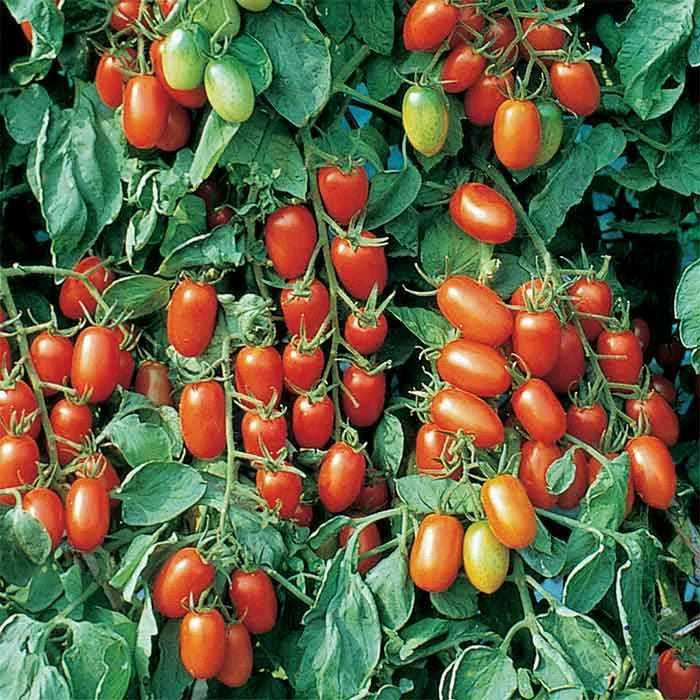 Juliet Tomato Seeds F1 Hybrid | Non-GMO Heirloom Variety | Home Garden | Solanum lycopersicum