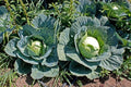 Cabbage Seeds - 100+ Heirloom Brunswick - Non-GMO - Fresh Brassica oleracea