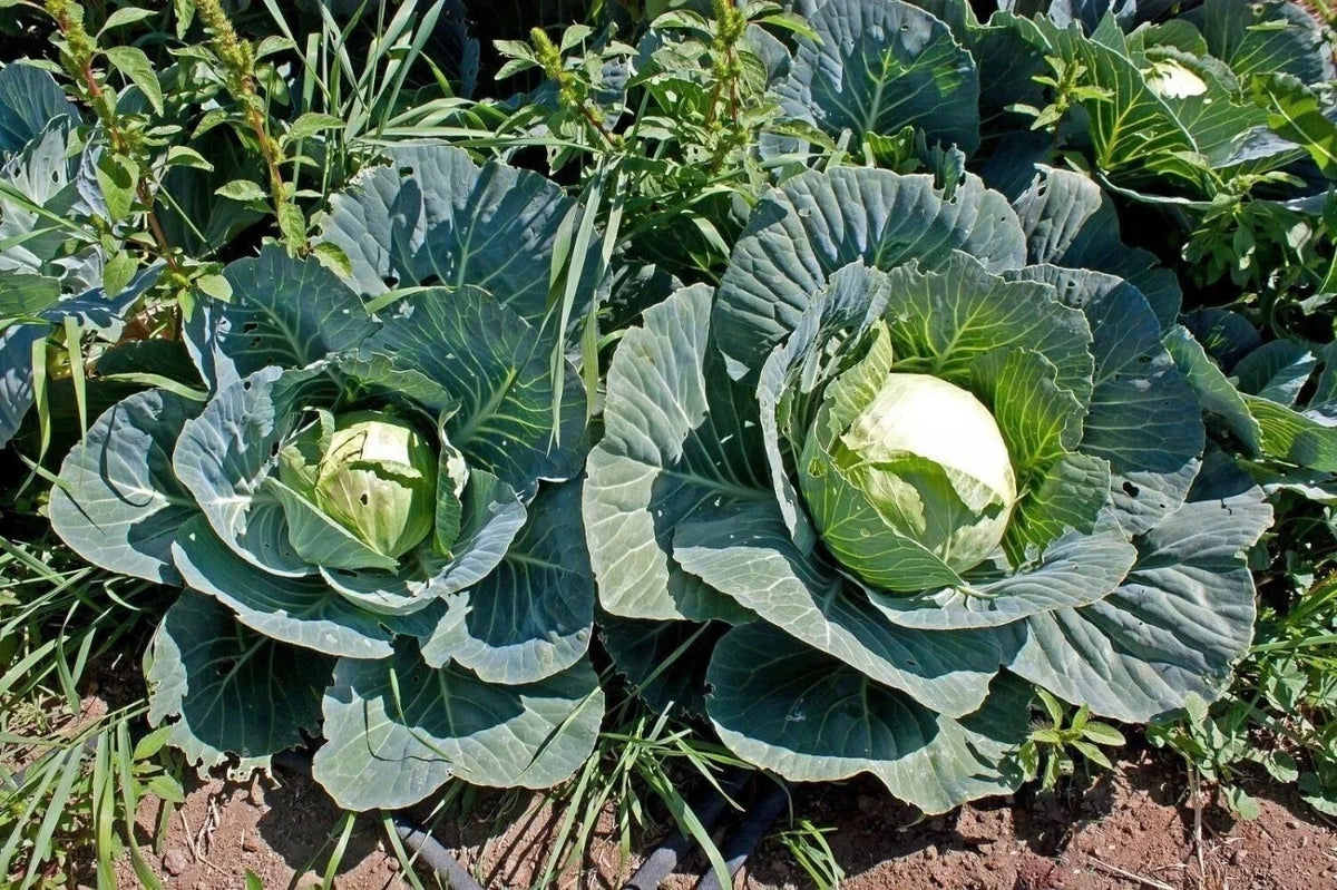 Cabbage Seeds - 100+ Heirloom Brunswick - Non-GMO - Fresh Brassica oleracea