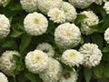White Zinnia Seeds - Polar Bear Heirloom Variety - 100+ Non-GMO Seeds - Perfect for Gardens and Flower Beds