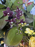 Orchid Plant in 3-Inch Pot, Phalaenopsis with Buds or Blooms, Perfect Indoor Flowering Houseplant