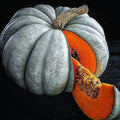 Jarrahdale Blue Pumpkin Seeds - 30 Fresh Seeds - Queensland Cinderella Doll - Cucurbita maxima
