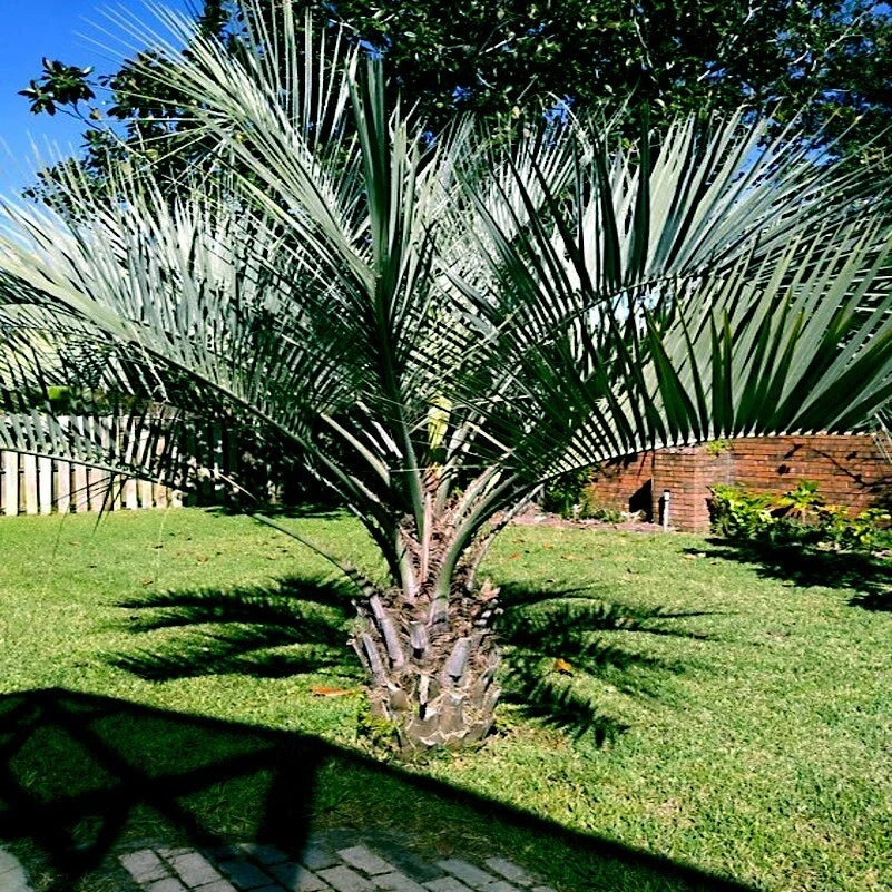 Jelly Pindo Palm Tree Seeds - 10 Pack - Cold Hardy Tropical Fruit Plant (Butia capitata)