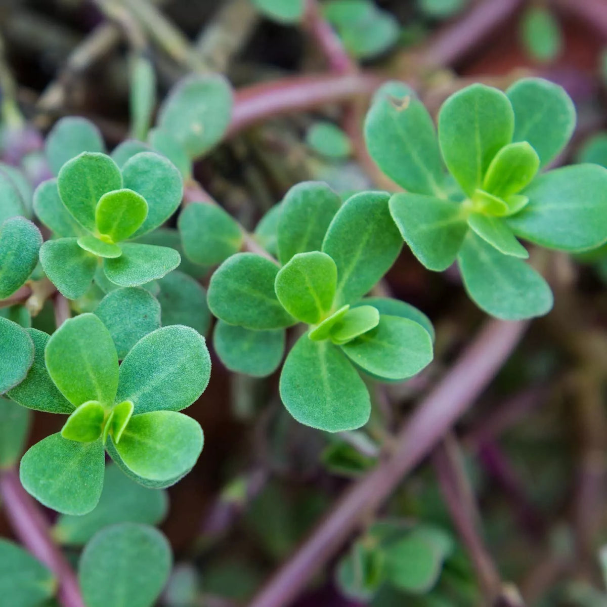 Green Purslane Seeds - 2000 Heirloom, Non-GMO, Organic - Portulaca oleracea - Free Shipping USA