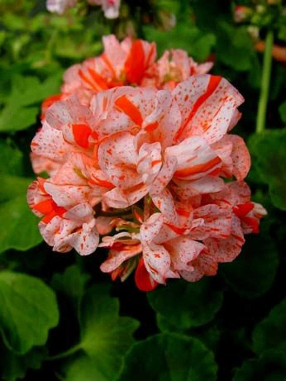 Orange White Geranium Seeds - 10 Perennial Flower Seeds - Geranium maculatum - US Seller
