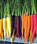 Rainbow Carrot Seeds Mix - 1000+ Non-GMO Heirloom Organic Seeds - Colorful Vegetable Garden Variety