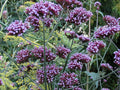 Tall Verbena Seeds, 233 Count, Hardy Purple Flowers, Verbena bonariensis, Easy to Grow