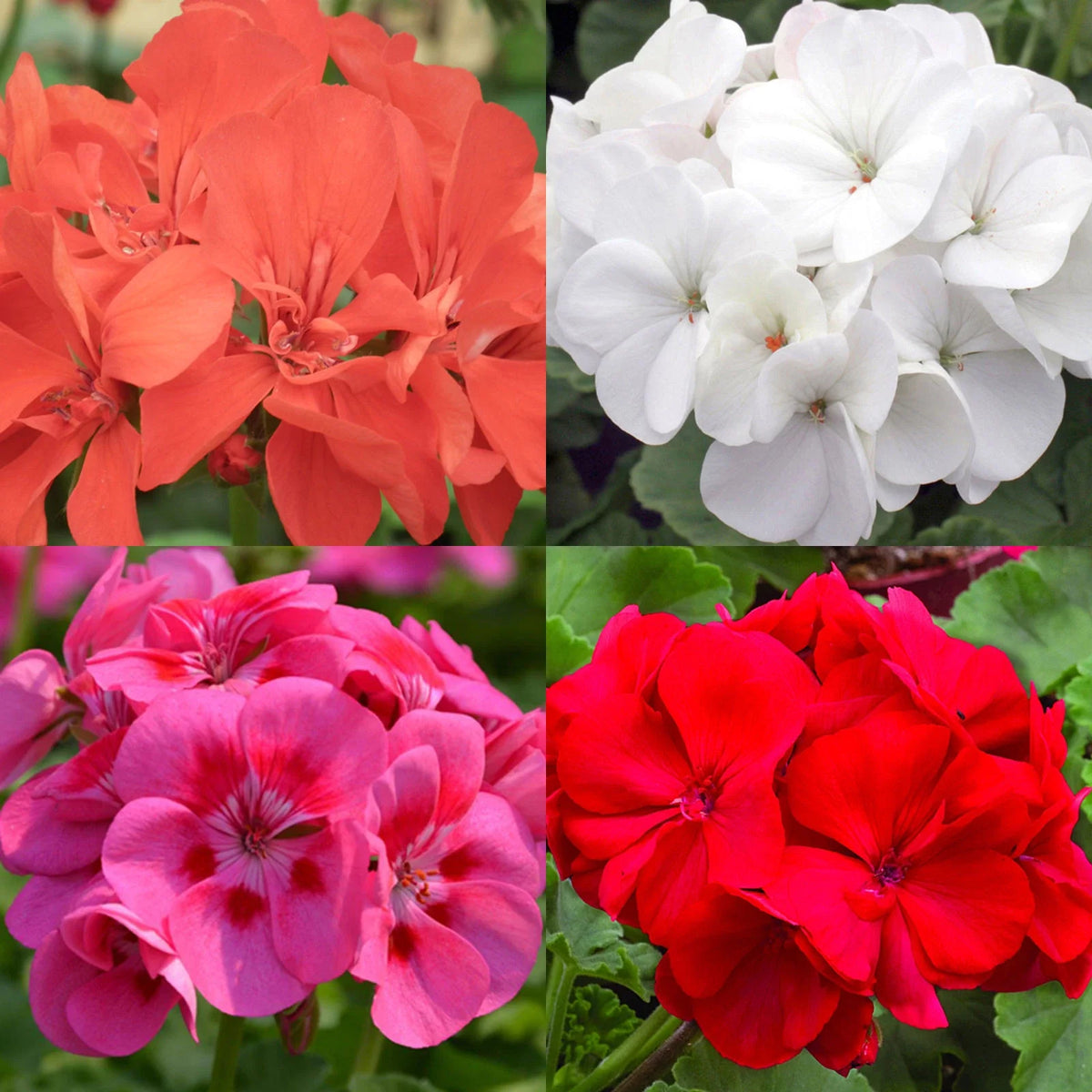Geranium Seeds Mix - Mosquito Repellent Hanging Basket Perennial Bedding Flowers - Pelargonium
