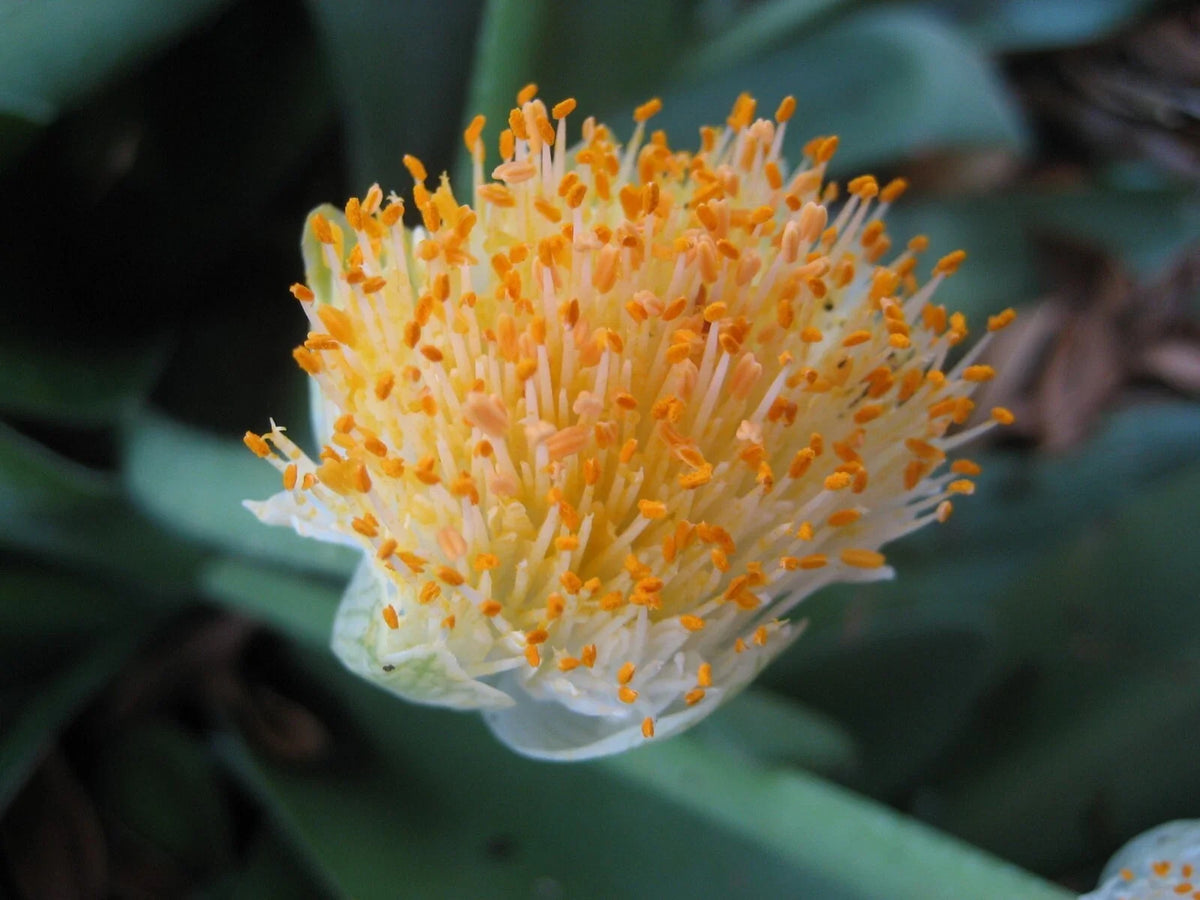 1 Haemanthus albiflos Bulb - Paintbrush Plant - Rare South African Flowering Bulb
