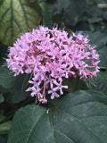 Heirloom Pink Mexican Hydrangea Plant - 10 Rooted Plants - Attracts Butterflies & Hummingbirds - (Hydrangea macrophylla)