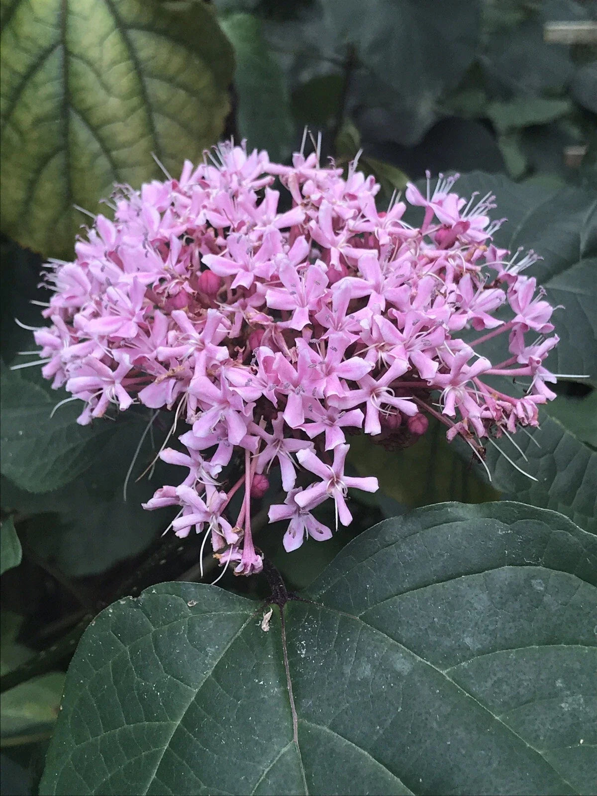 Heirloom Pink Mexican Hydrangea Plant - 10 Rooted Plants - Attracts Butterflies & Hummingbirds - (Hydrangea macrophylla)