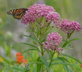 Rose Milkweed Seeds (50 Seeds) - Asclepias incarnata - Native Pollinator Plant, Butterfly Garden, Perennial Flower Seeds