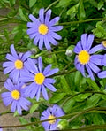 Blue Daisy Seeds (200+ Count) - Falicia, Flower Seeds for Garden, USA Free Shipping
