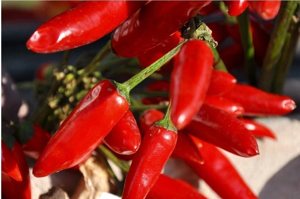 Tabasco Pepper Seeds - 30+ Organic Heirloom Non-GMO - Capsicum frutescens