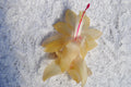 Christmas Cactus Starter Plant – 4" Gold Butterfly Variety | Healthy Well-Rooted Indoor Plant