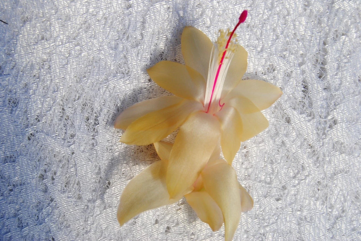 Christmas Cactus Starter Plant – 4" Gold Butterfly Variety | Healthy Well-Rooted Indoor Plant