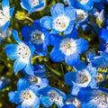 Baby Blue Eyes Flower Seeds - 600+ Annual Wildflower - Nemophila menziesii - Blue Blooming Garden Seeds