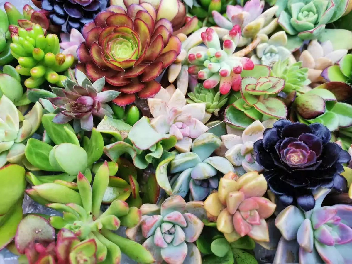 Assorted Succulent Cuttings - 20 Fresh Cuttings, 18 Varieties - Ideal for Arrangements & Planting, Perfect for DIY Projects