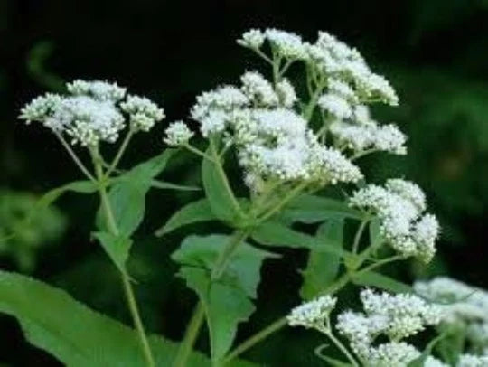 Boneset Herb Seeds, 100 Pack, Perennial Medicinal Plant, Eupatorium perfoliatum, Butterfly-Friendly Garden