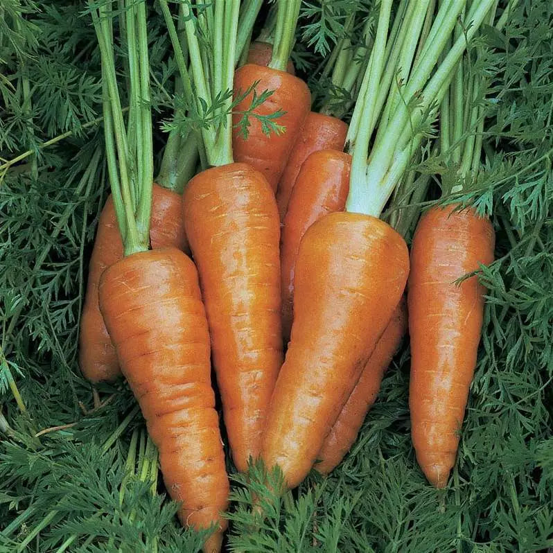 Chantenay Red Cored Carrot Seeds - 1000+ Non-GMO Vegetable Seeds - Heirloom Variety for Home Gardening (Daucus carota)
