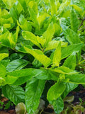 Longevity Spinach Cuttings - 2 Gynura Procumbens Plants for Gardening, Edible Greens, Healthy Cooking