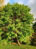 Sugar Maple Tree Seedling Starter Bare Root Acer saccharum Sweet Maple